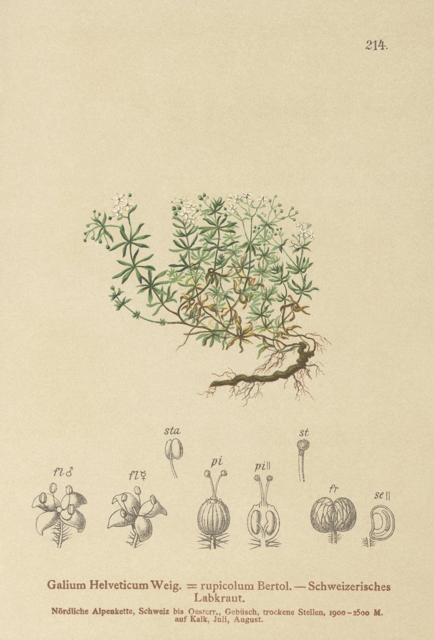 Schweizisk sengelilje (Galium helveticum, Galium rupicolum, Galium megalospermum) af German School