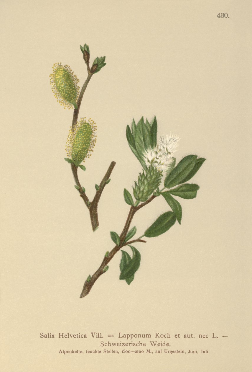 Schweizisk pil (Salix Helvetica, Salix Lapponum) af German School