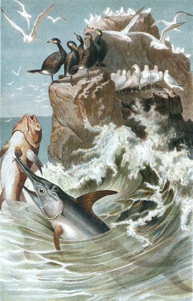 Sværdfisk, plade fra "Brehms Tierleben": Allgemeine Kunde des Tierreichs", bd.8, s.78, udgivet af Bibliographisches Institut af German School