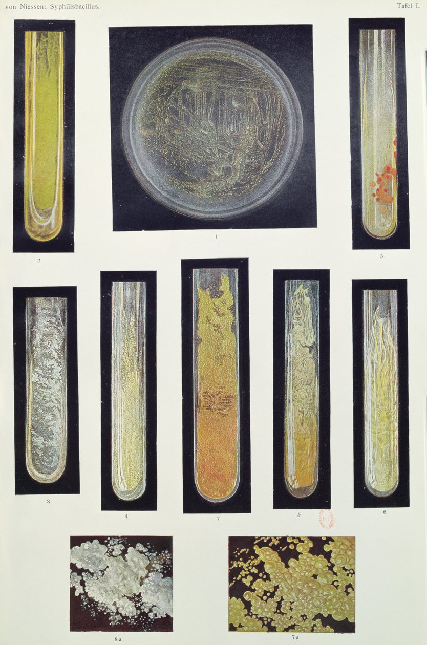 Syphilis Bacillus, fra en bog af Max von Niessen, Leipzig, 1908 af German School