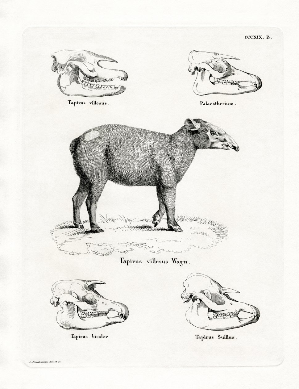 Tapir kranier (farvet gravering) af German School