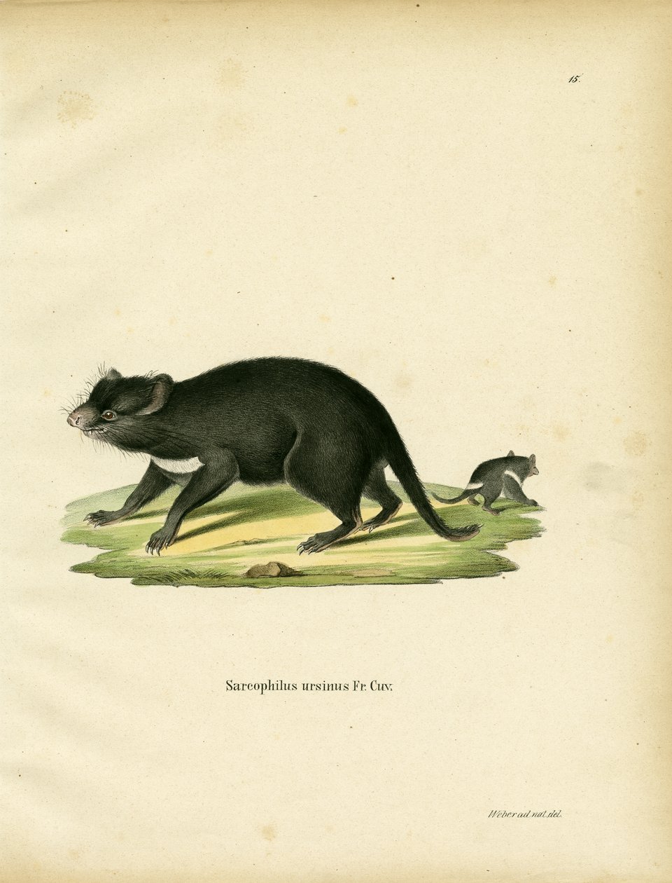 Tasmanian Devil (farvet gravering) af German School