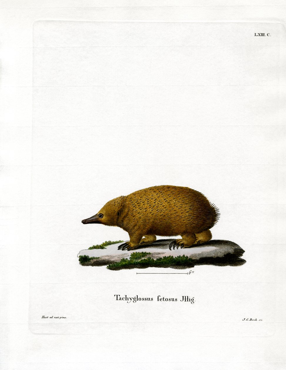 Tasmansk kortnæb Echidna (farvet gravering) af German School