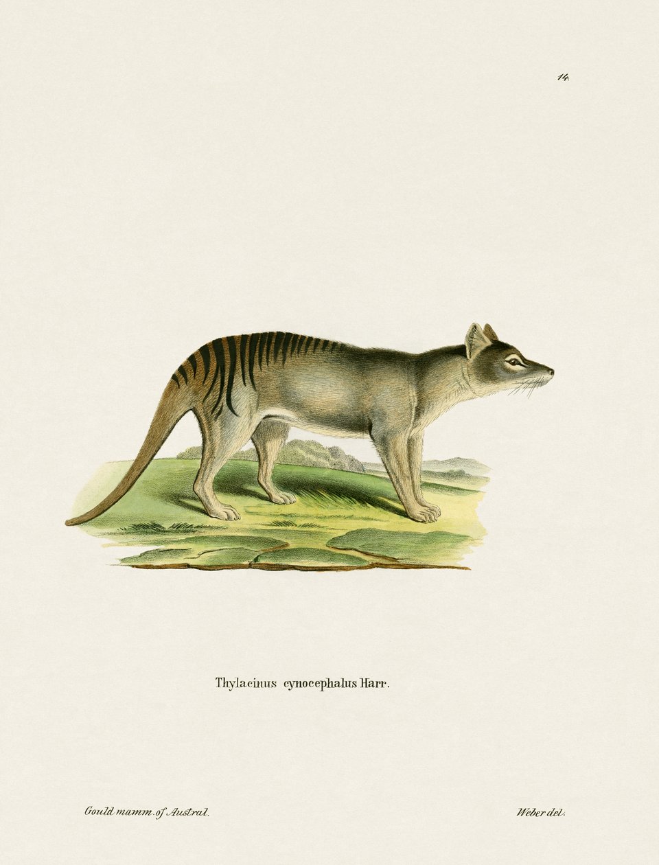Tasmansk tiger (farvet gravering) af German School