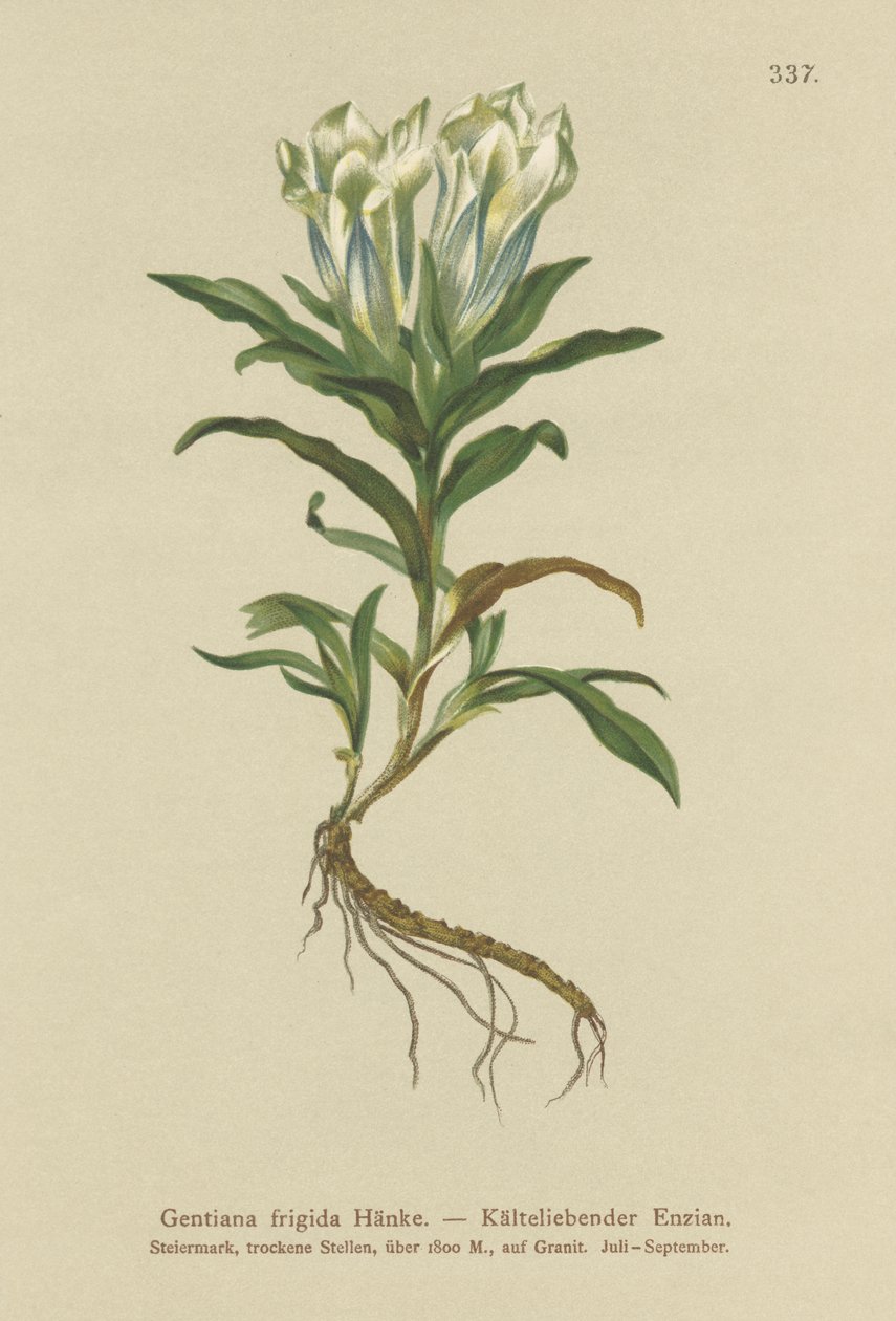 Tauern-ensian (Gentiana frigida) af German School