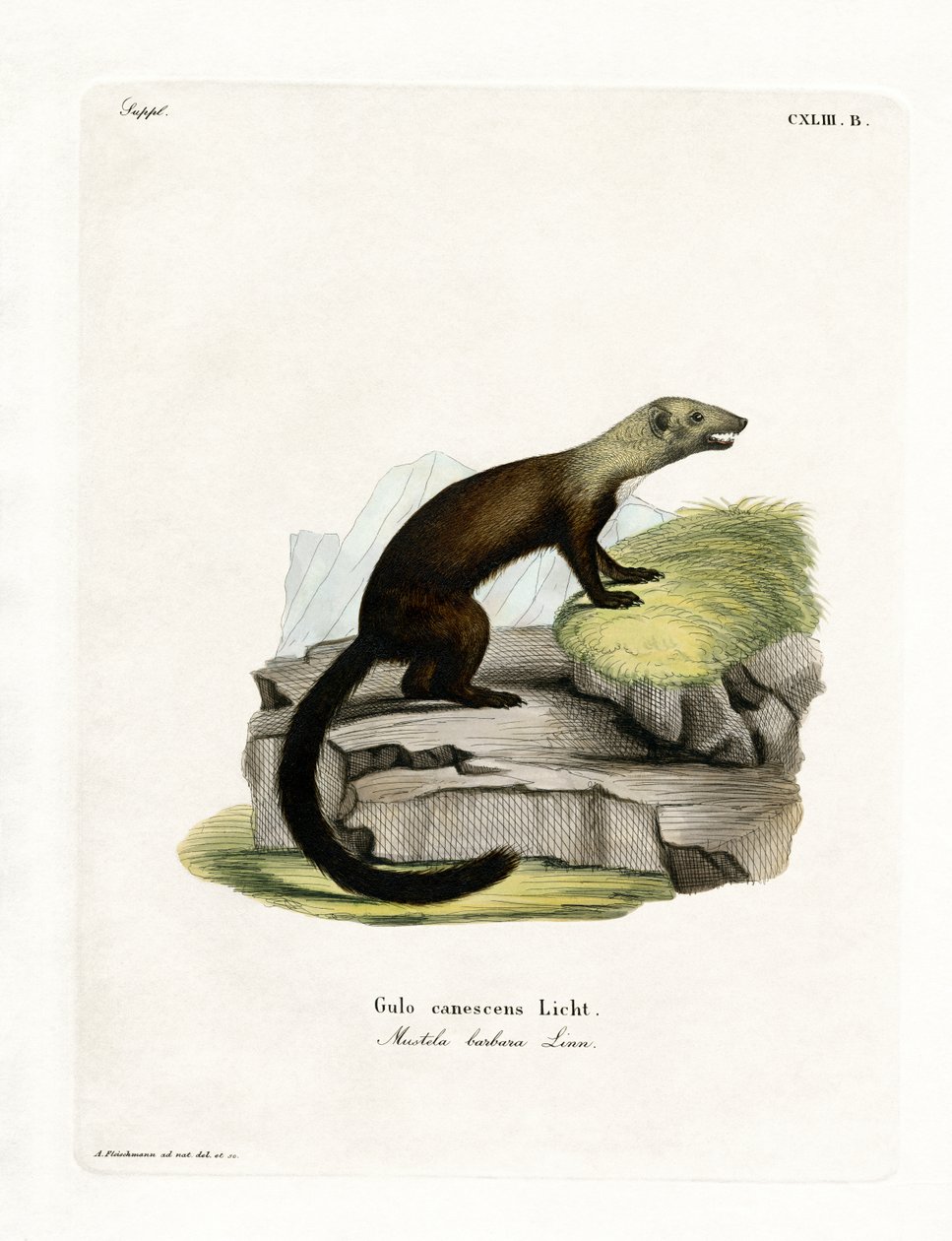 Tayra (farvet gravering) af German School