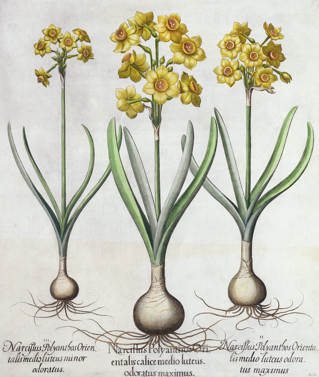 Tazetta Narcissi, fra Hortus Eystettensis af Basil Besler (1561-1629), pub. 1613 (håndfarvet gravering) af German School