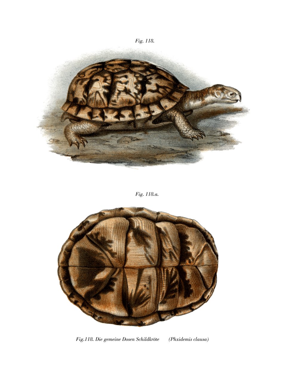 Terrapin (farve litho) af German School