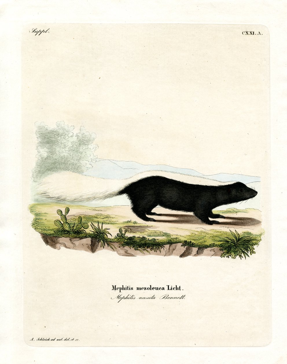Texan Skunk (farvet gravering) af German School
