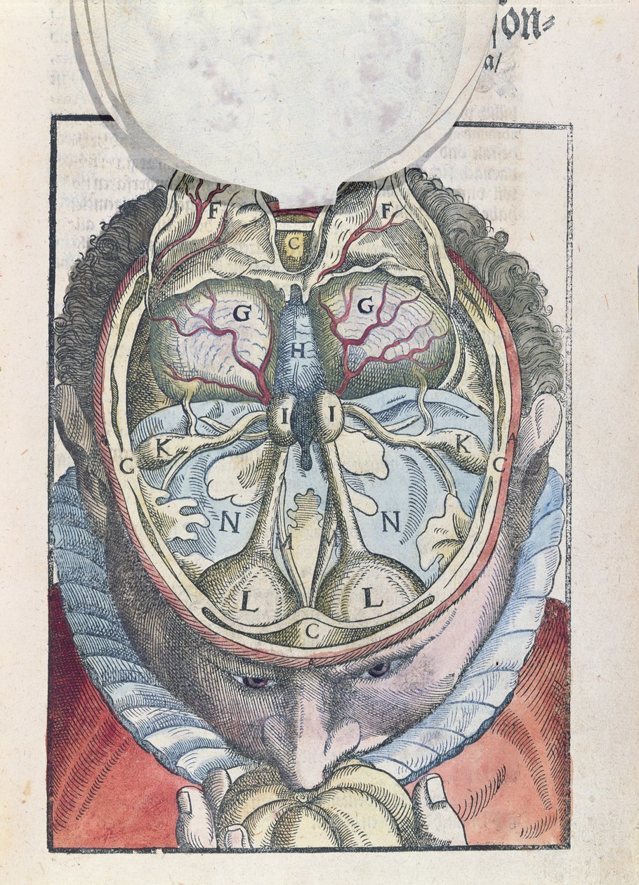 The Brain, fra Ophthalmodouleia af Georg Bartisch (1535-1636) udgivet i Dresden i 1583 (farvet træbloktryk) af German School