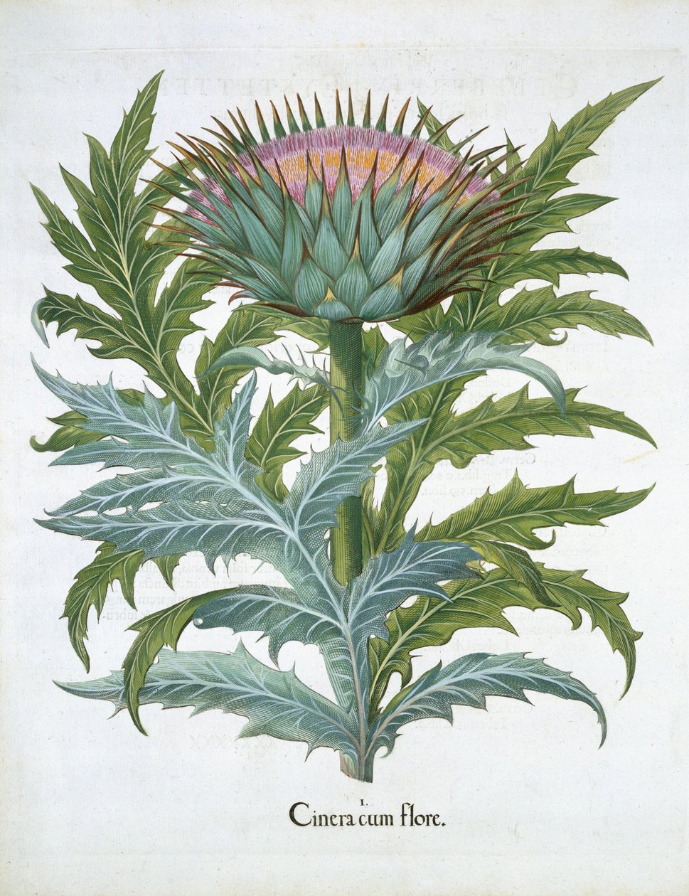 The Cardoon, fra Hortus Eystettensis af Basil Besler (1561-1629), pub. 1613 (håndfarvet gravering) af German School