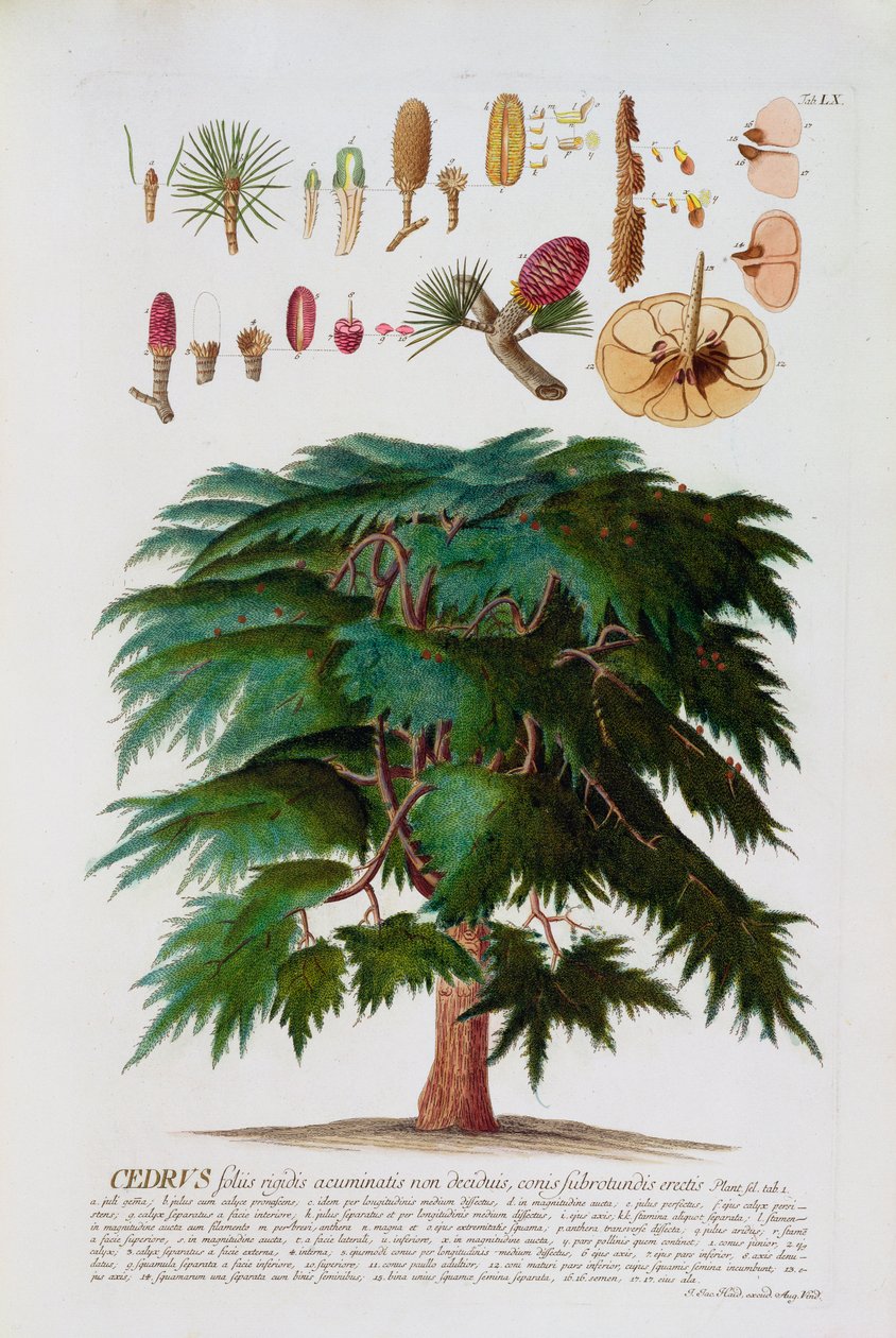 Cedaren, indgraveret af Johann Jakob Haid (1704-67) plade 60 fra en botanisk bog, pub. af Augustus Vind af German School