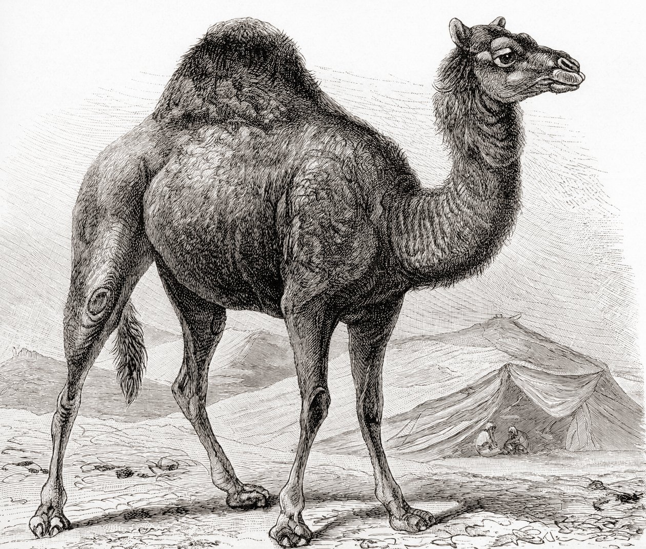 Dromedaren, også kendt som den arabiske kamel, fra 
