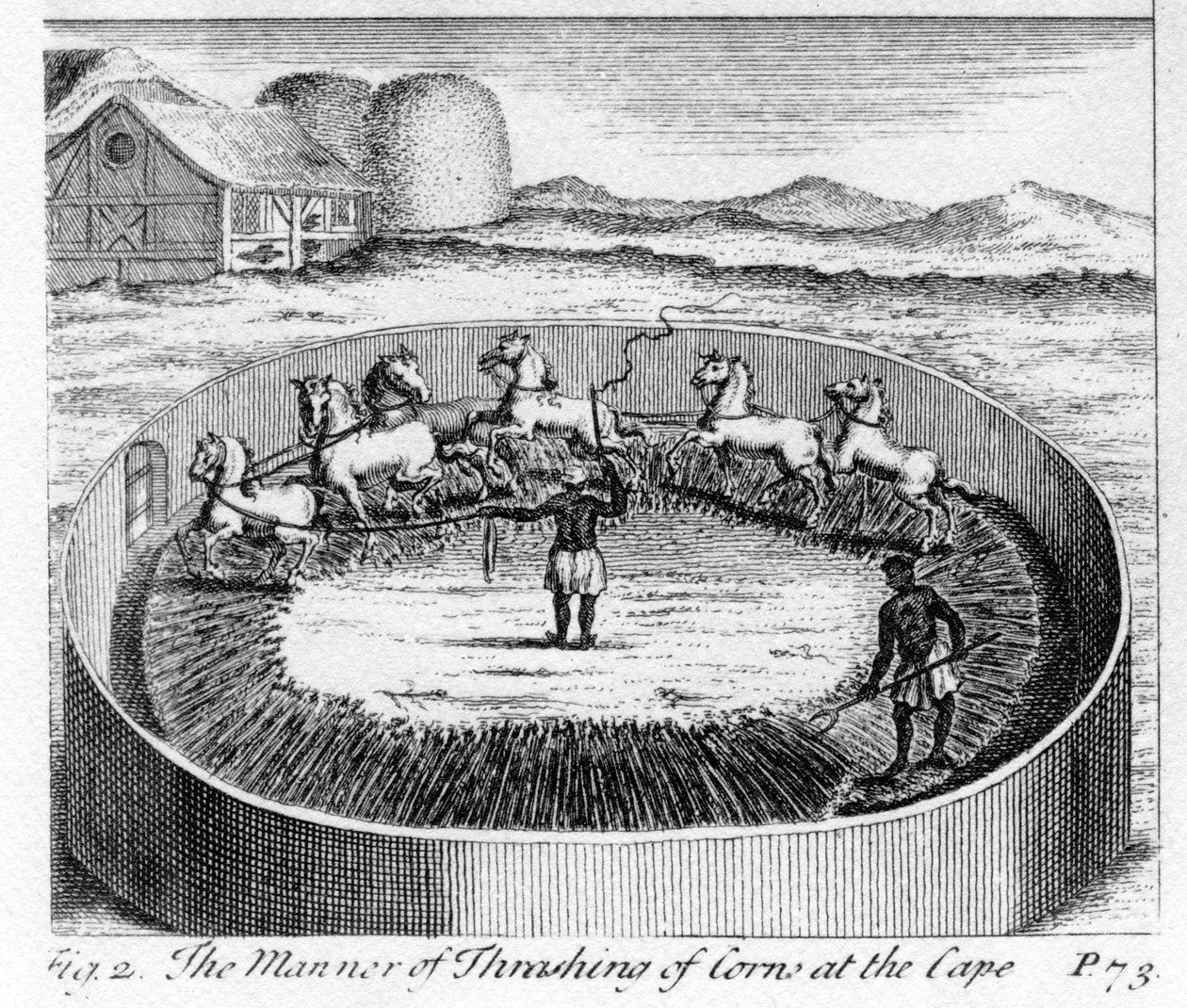 The Way of Thrashing of Corn at the Cape, illustration fra 