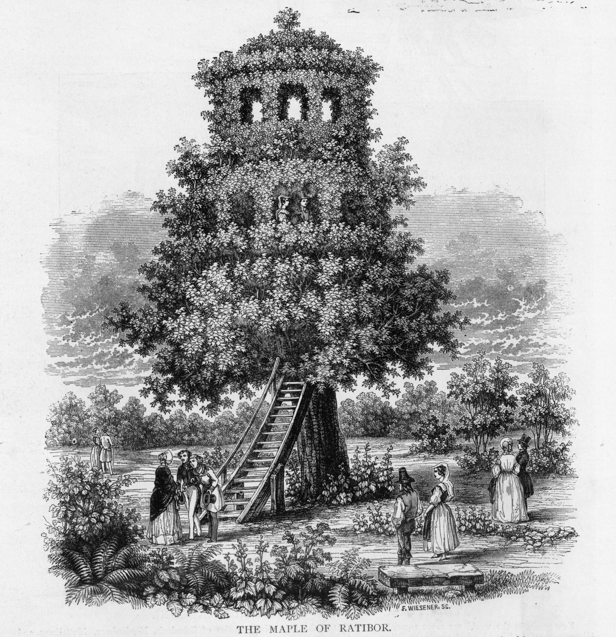 The Maple of Ratibor, Schlesien, 1893 af German School