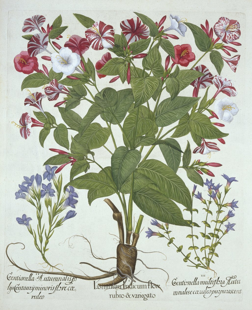 The Marvel of Peru and Two Varieties of Gentian, fra Hortus Eystettensis, af Basil Besler (1561-1629), pub. 1613 (håndkoloreret gravering) af German School