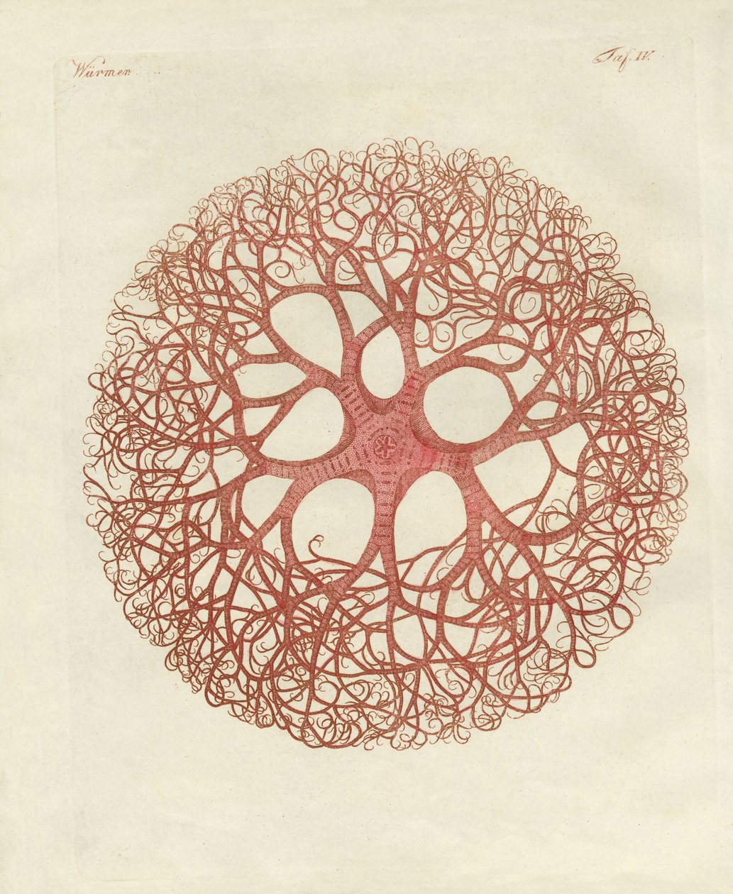 Medusa-stjernen af German School