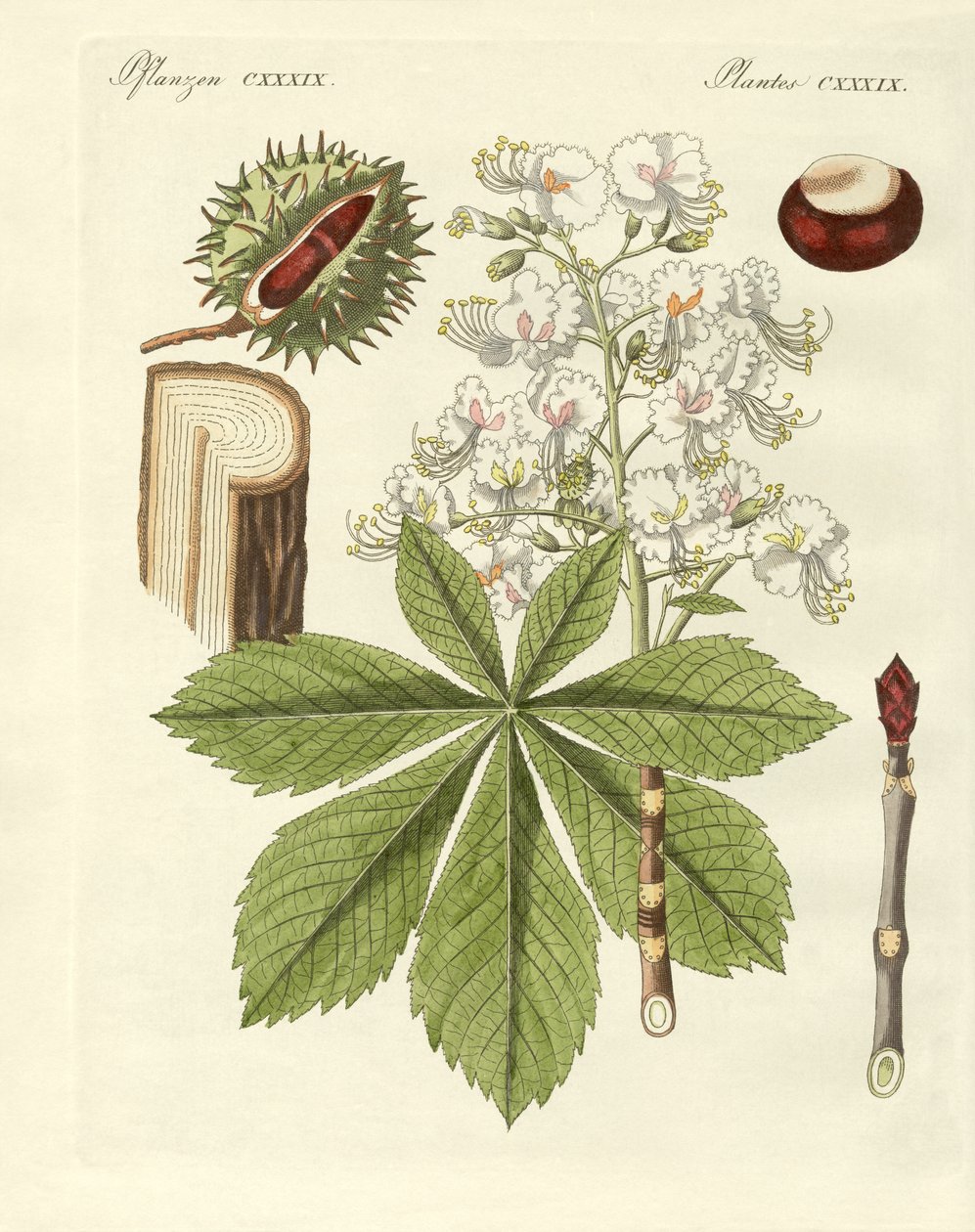 Buckeyes-træet af German School