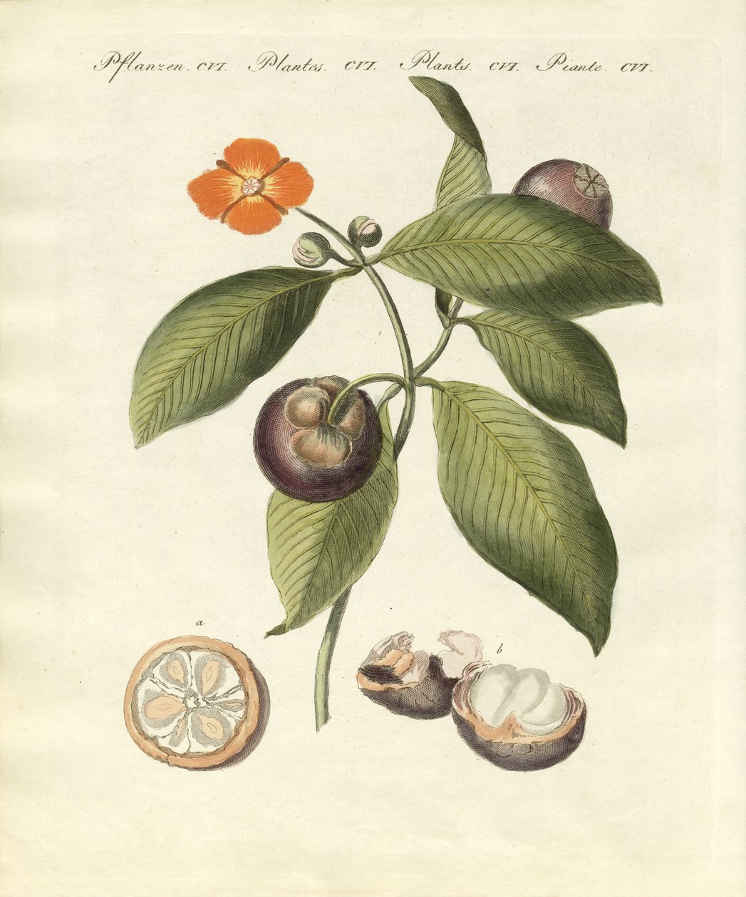Mangostantræet (farvet gravering) af German School