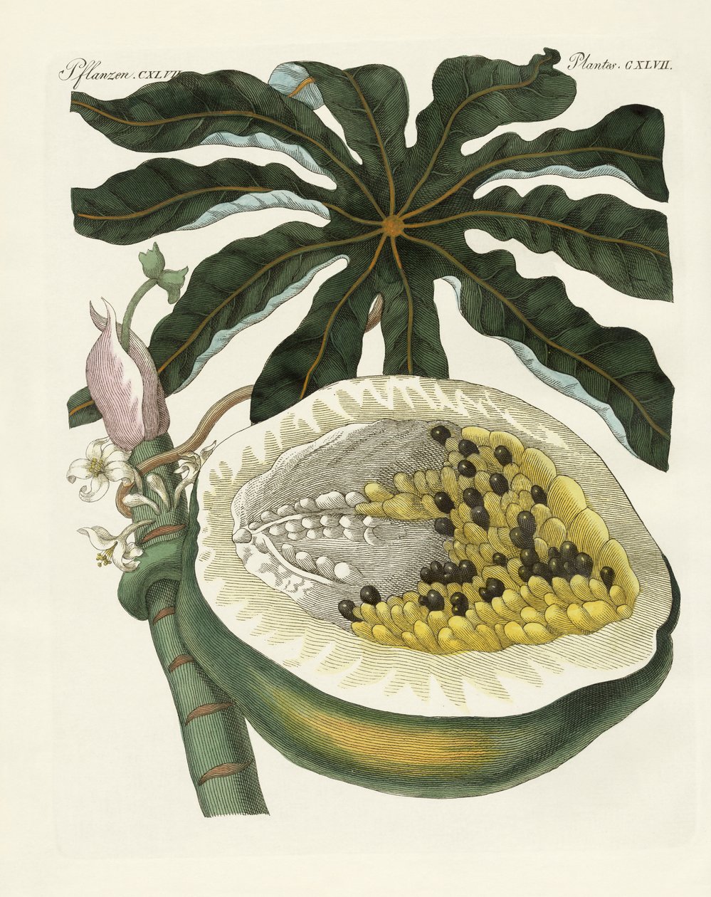Melon- eller papayatræet (farvet indgravering) af German School