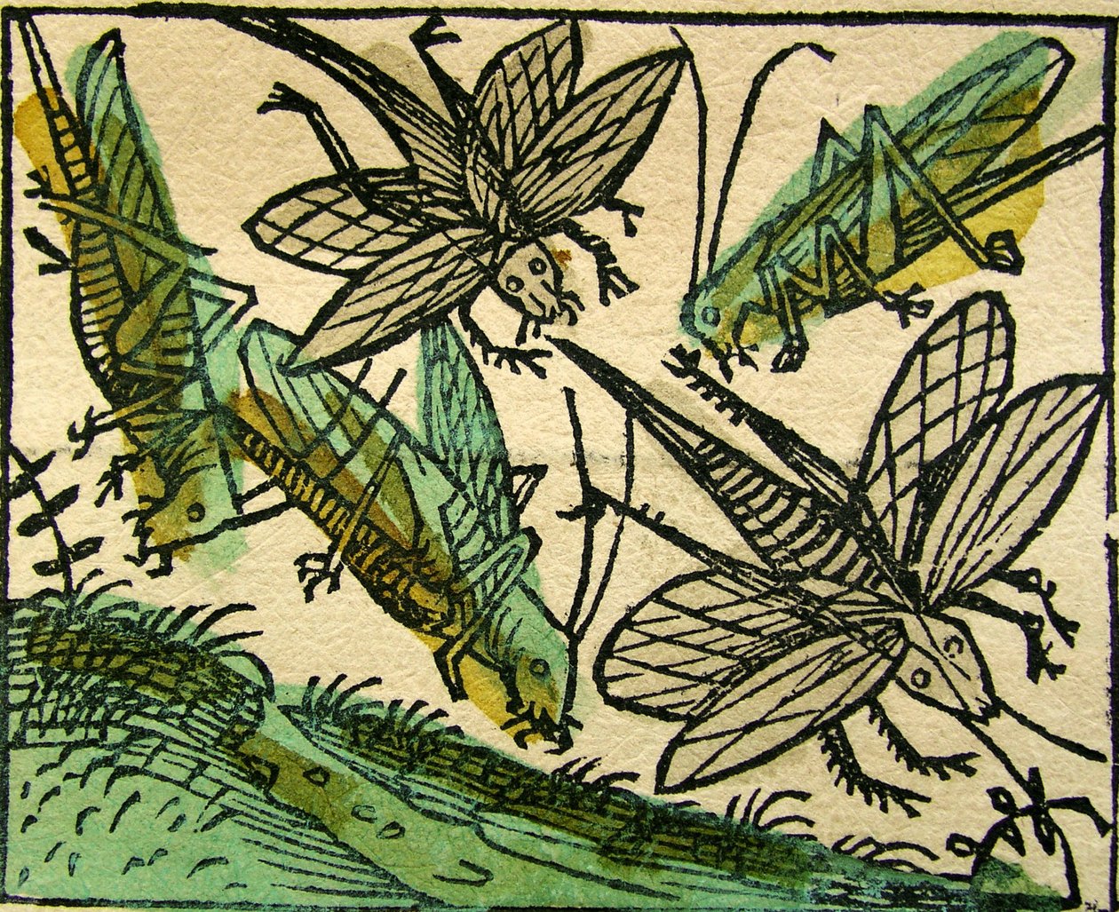 Græshoppernes pest, udgivet i Nürnberg Chronicle, 1493 af German School