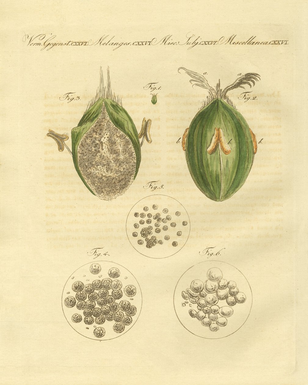 Hvedens ustilaginomycotina (farvet indgravering) af German School