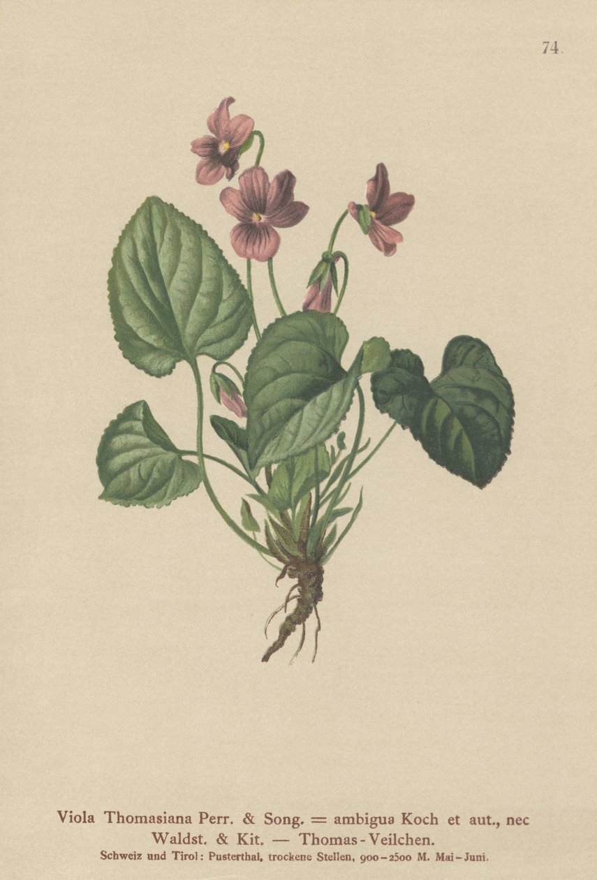 Thomas Pansy (Viola Thomasiana, Viola ambigua) af German School