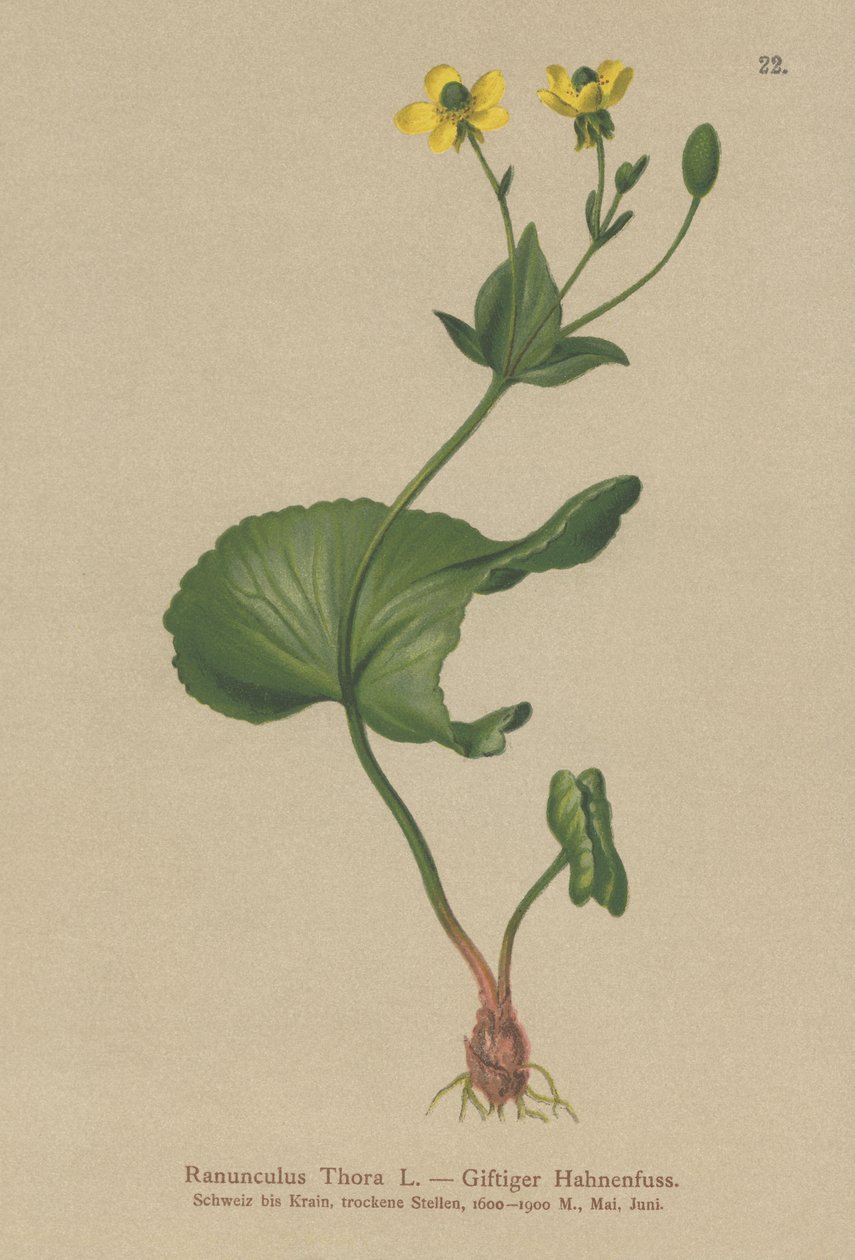 Thora Buttercup (Ranunculus Thora) af German School