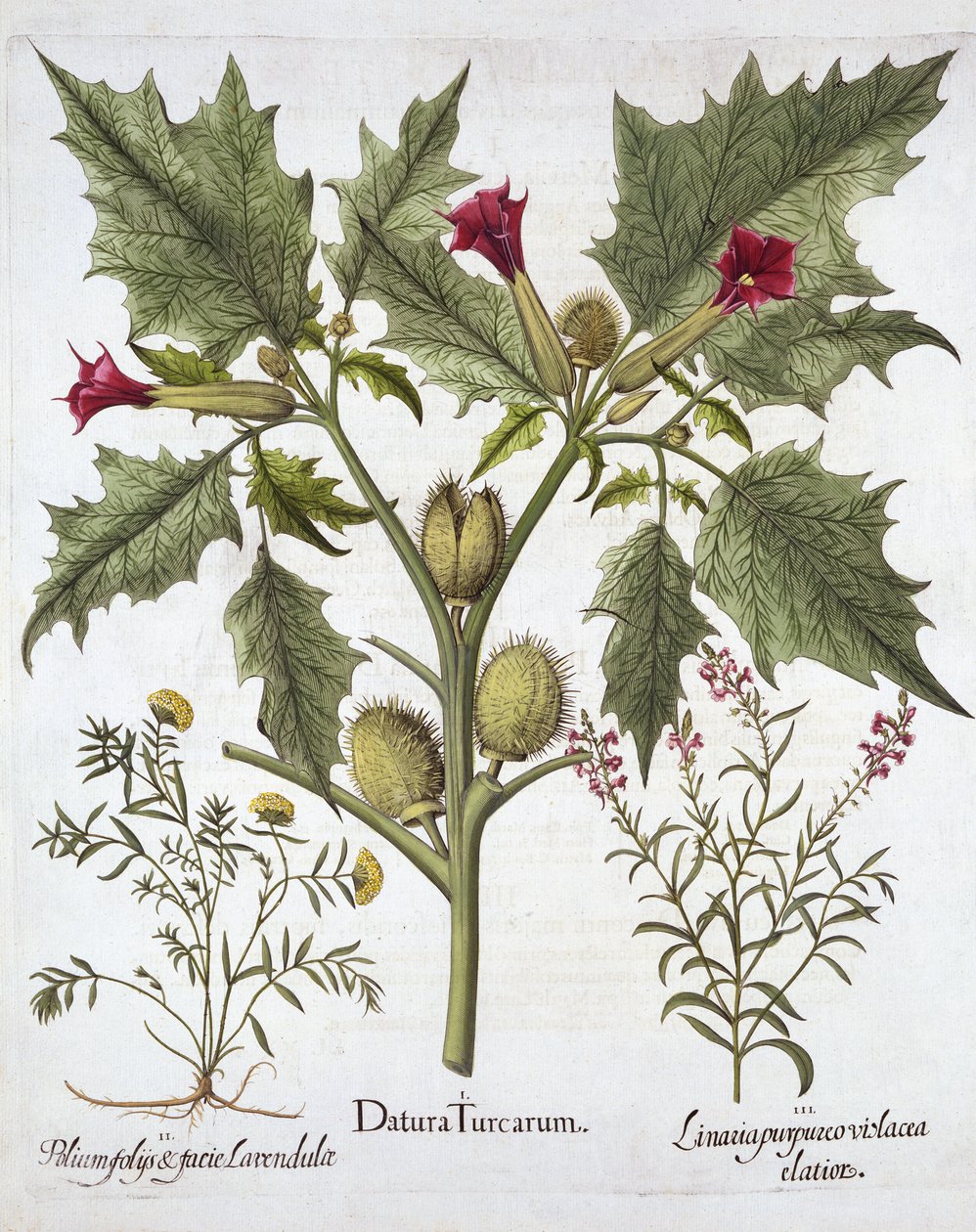 Thorn Apple, Germander og Purple Toadflax, fra Hortus Eystettensis, af Basil Besler (1561-1629), pub. 1613 (håndkoloreret gravering) af German School