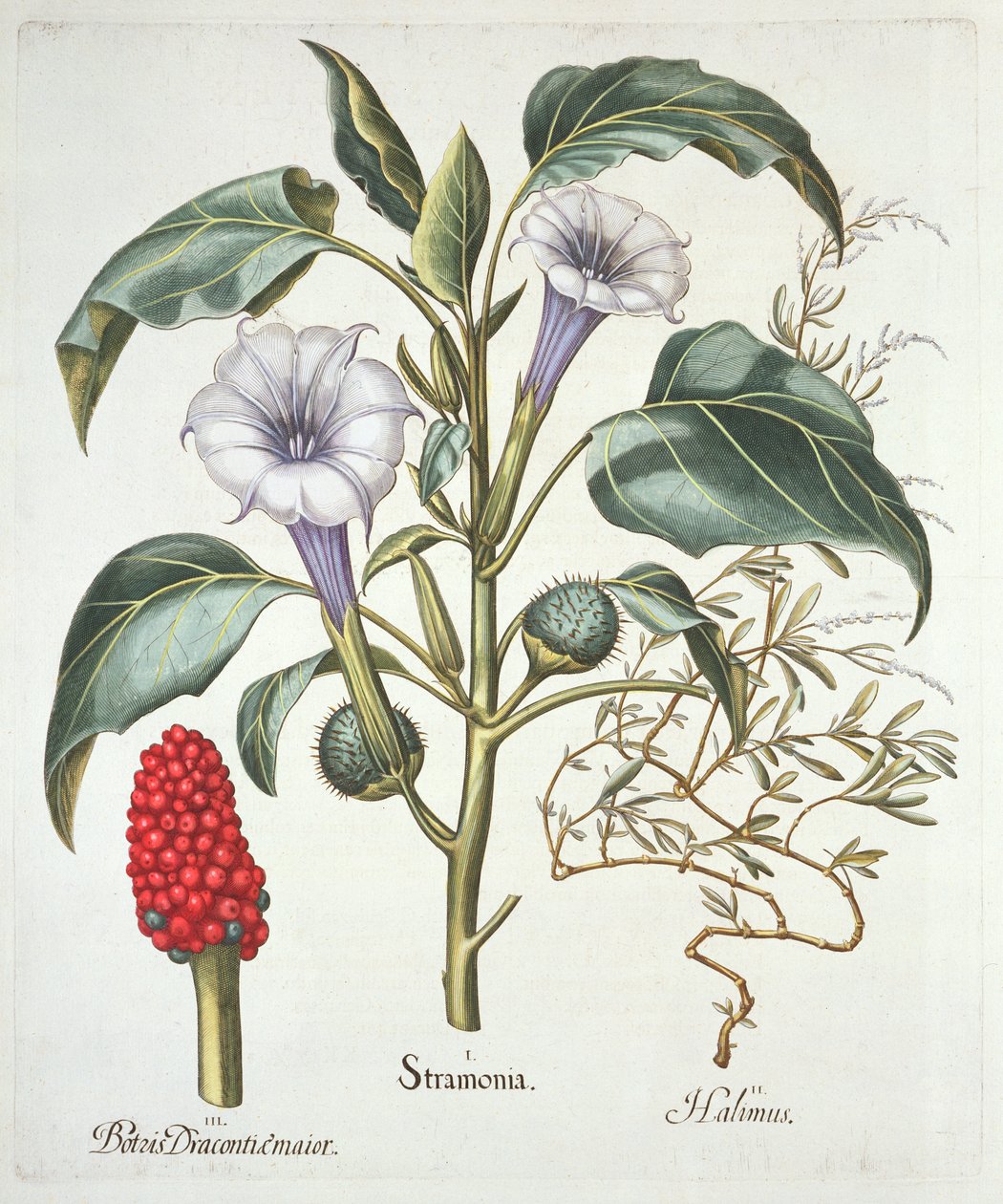 Thorn Apple, fra Hortus Eystettensis af Basil Besler (1561-1629), pub. 1613 (håndfarvet gravering) af German School