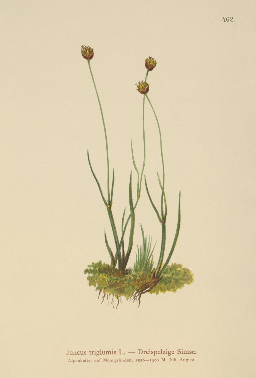 Trehullet Bynke (Juncus triglumis) af German School