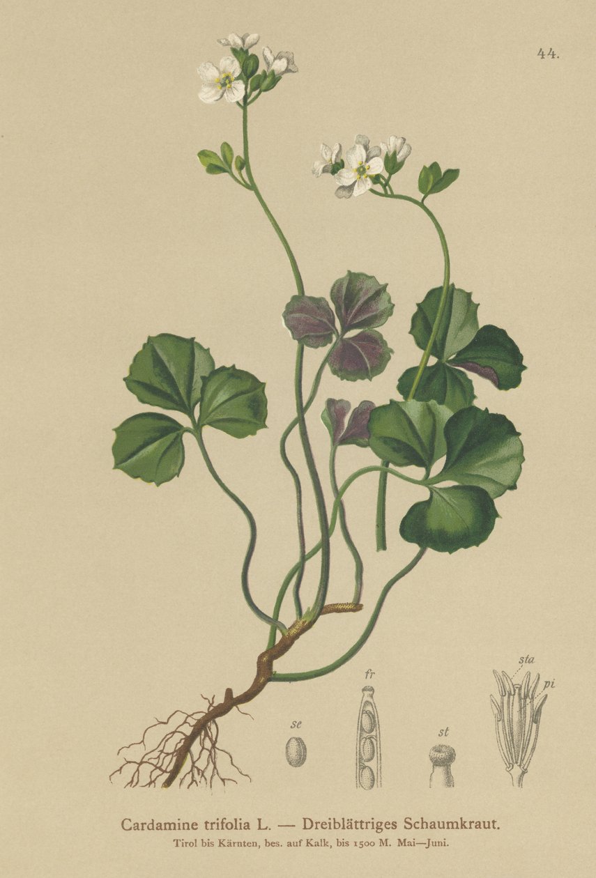 Trebladet Bitterkarse (Cardamine trifolia) af German School