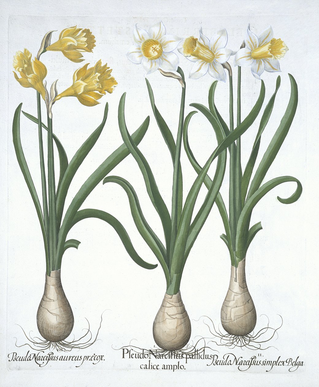 Tre Pseudo-Narcissi, fra Hortus Eystettensis, af Basil Besler (1561-1629) pub. 1613 (håndfarvet gravering) af German School