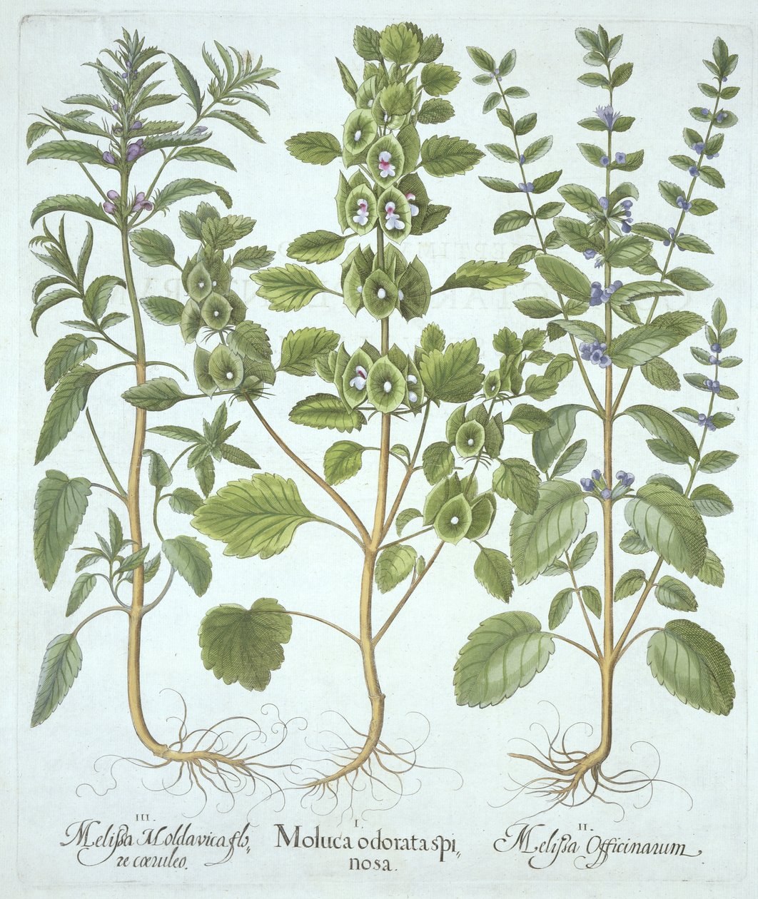 Tre typer balsam, fra Hortus Eystettensis, af Basil Besler (1561-1629), pub. 1613 (håndkoloreret gravering) af German School