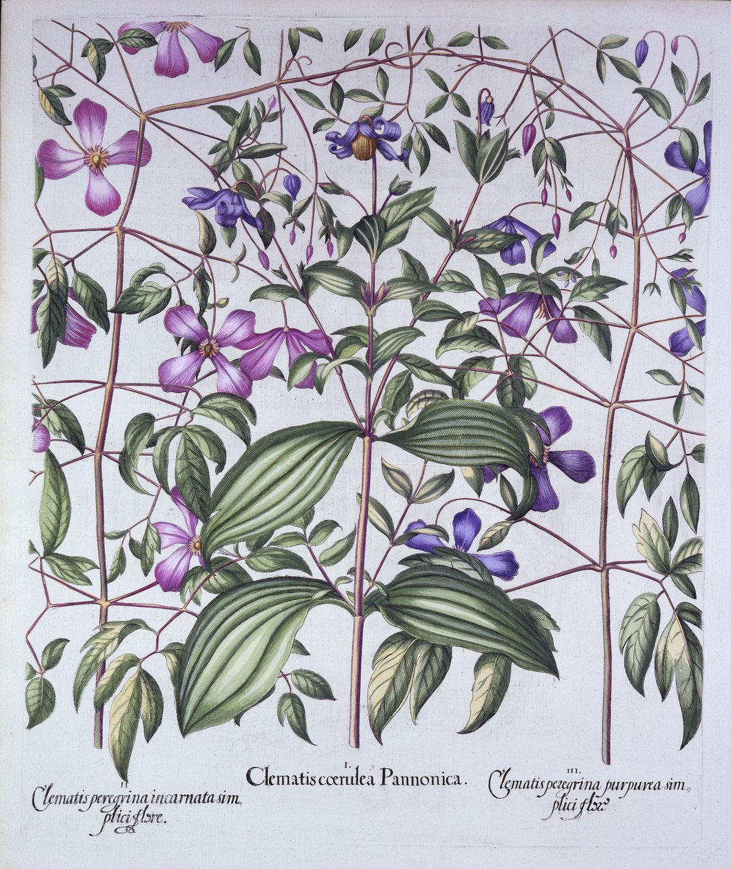 Tre typer klematis, fra Hortus Eystettensis, af Basil Besler (1561-1629), pub. 1613 (håndkoloreret gravering) af German School