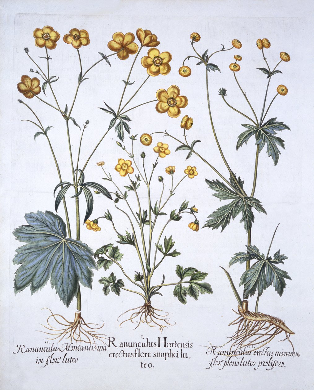 Tre varianter af smørblomst, fra Hortus Eystettensis, af Basil Besler (1561-1629), pub. 1613 (håndfarvet gravering) af German School