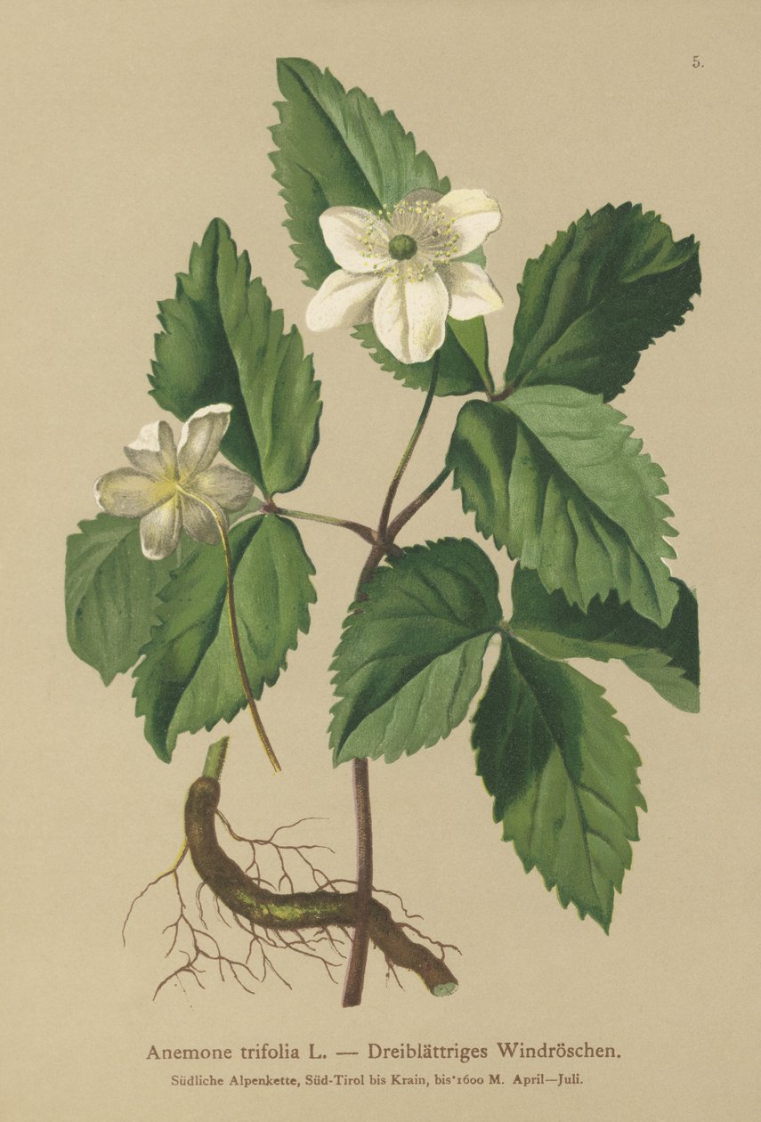 Trebladet Anemone (Anemone trifolia) af German School