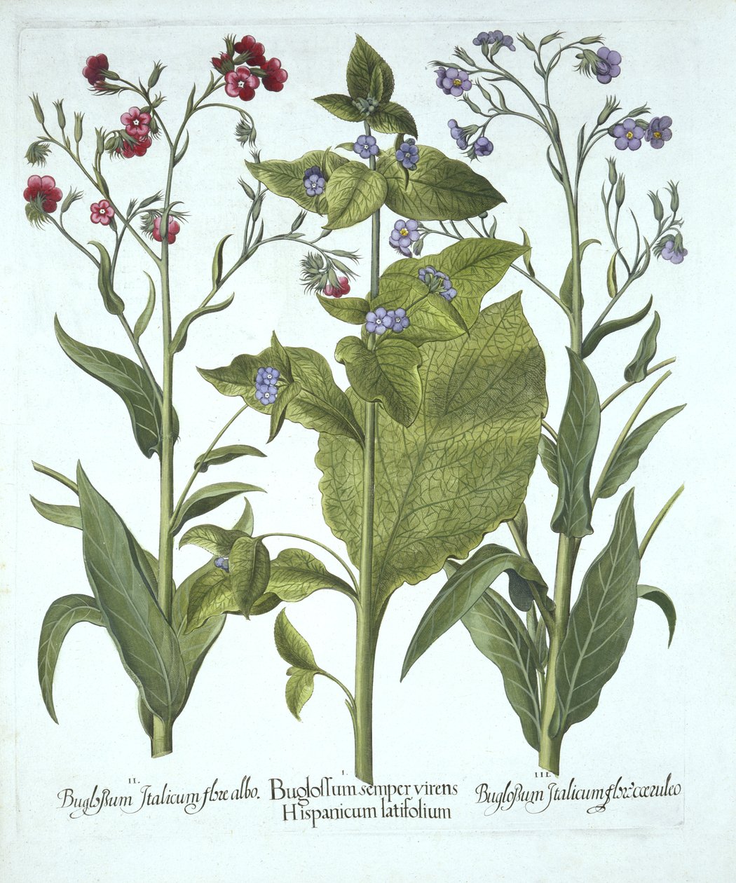Tre varianter af Bugloss, fra Hortus Eystettensis, af Basil Besler (1561-1629), pub. 1613 (håndkoloreret gravering) af German School