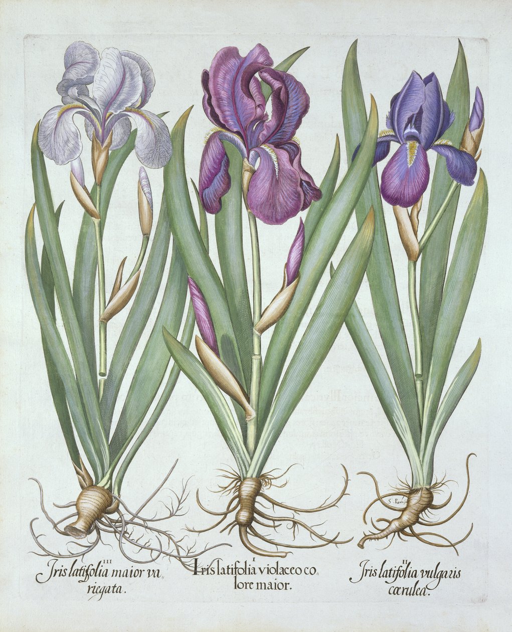 Tre varianter af rhizomatøse skæggeiris, fra Hortus Eystettensis, af Basil Besler (1561-1629) pub. 1613 af German School