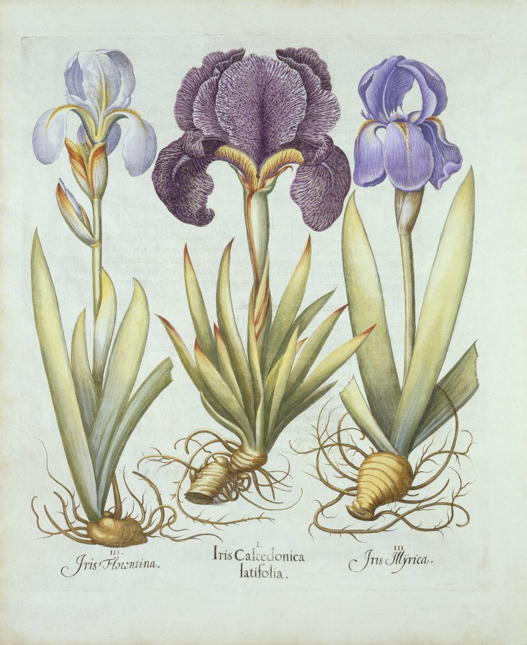 Tre varianter af rhizomatøse skægløse iris, fra Hortus Eystettensis, af Basil Besler (1561-1629) pub. 1613 (håndfarvet gravering) af German School