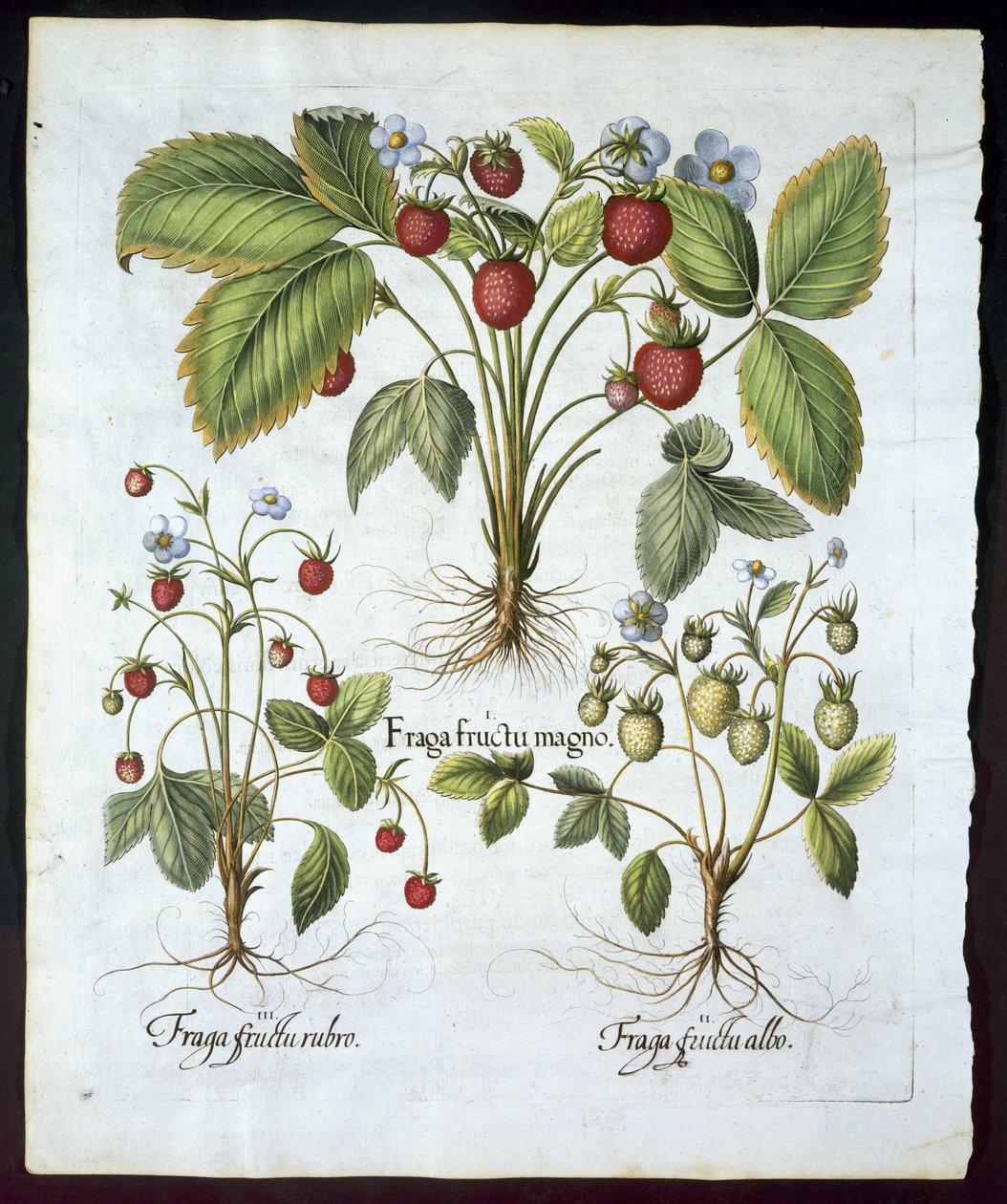 Tre sorter af jordbær, tallerken 116, fra Hortus Eystettensis af Basil Besler (1561-1629) pub i 1613 (håndfarvet gravering) af German School