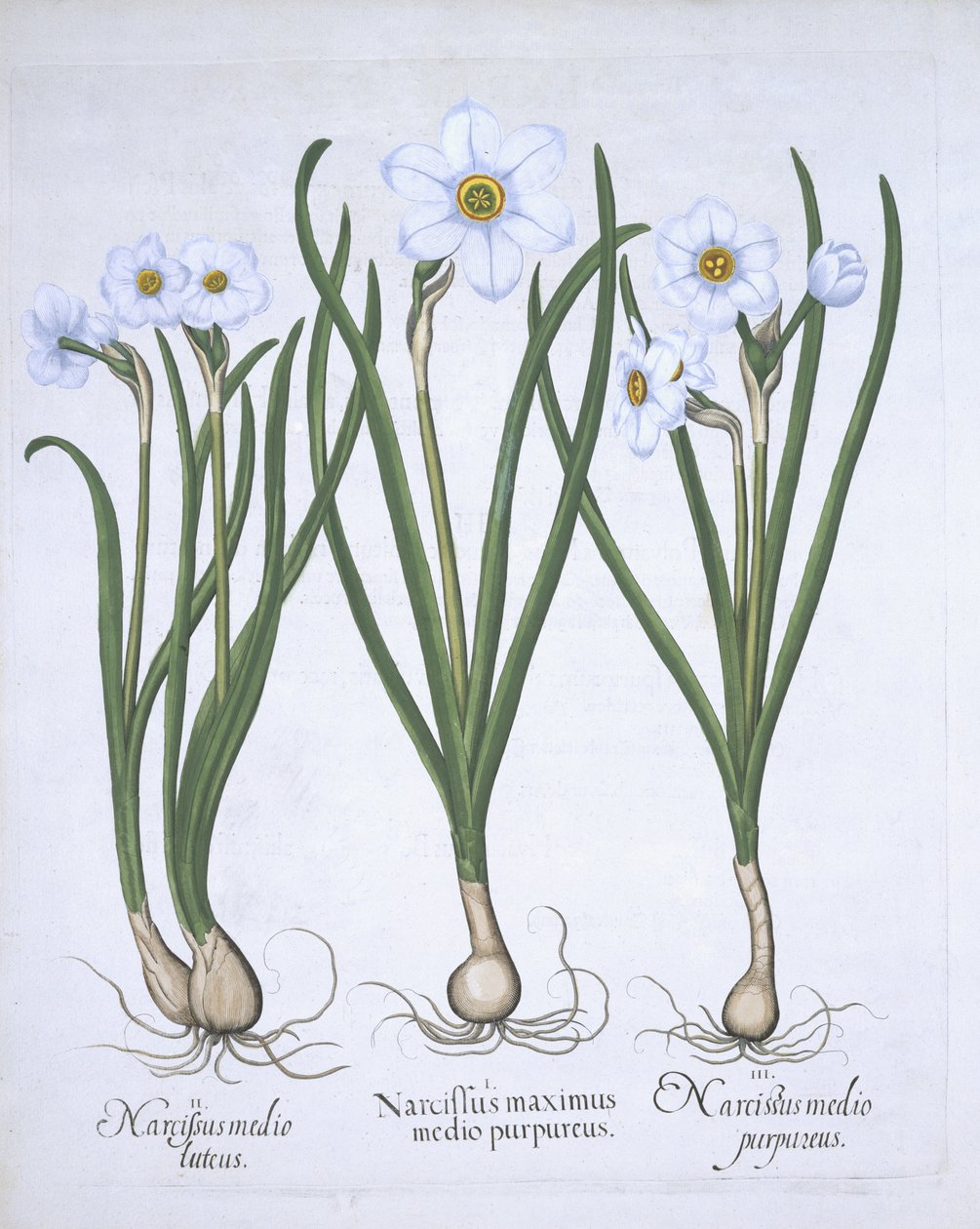 Tre hvide narcisser, fra Hortus Eystettensis, af Basil Besler (1561-1629) pub. 1613 (håndfarvet gravering) af German School