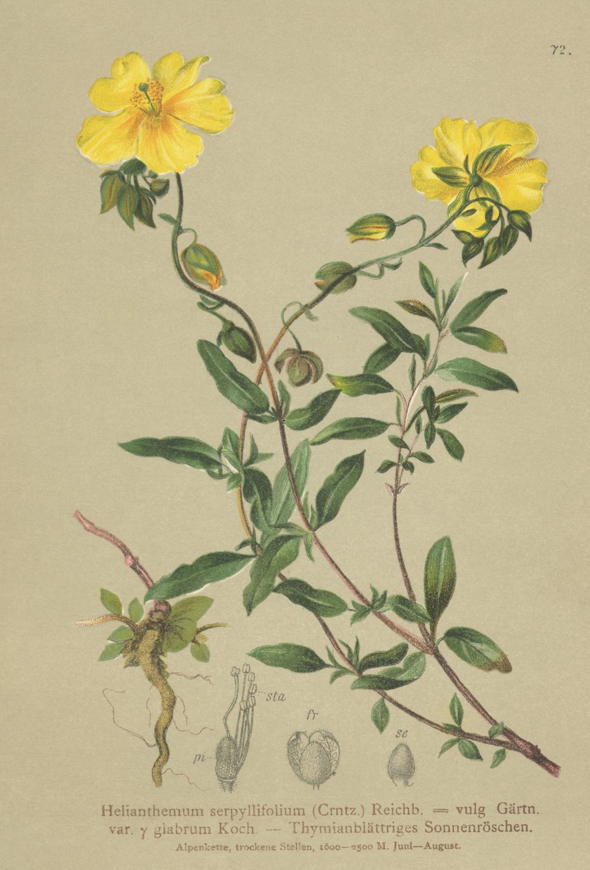 Timianbladet stenrose (Helianthemum grandiflorum, Helianthemum serpyllifolium, Helianthemum vulgaris) af German School
