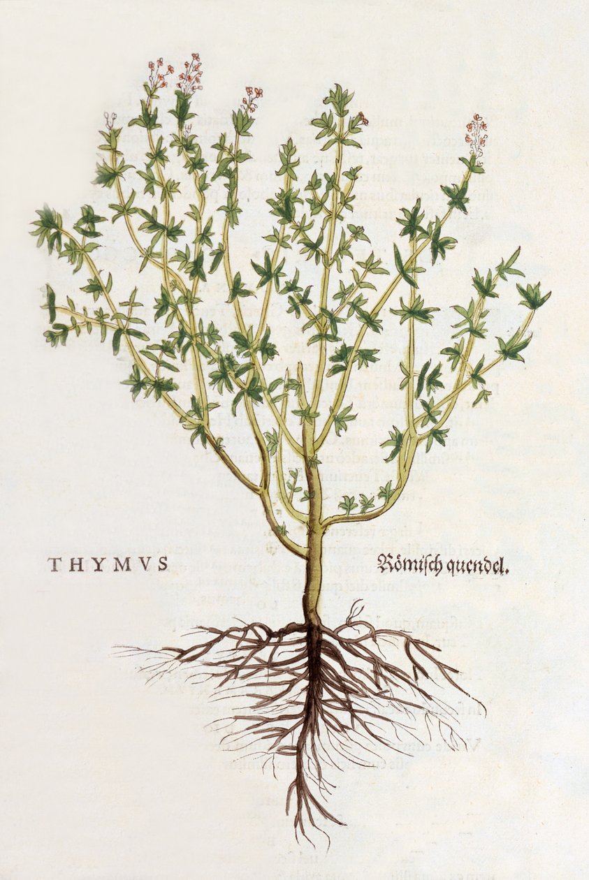 Thymus [timian], illustration fra De historia stirpium commentarii insignes af Leonhard Fuchs, udgivet 1542 (farvet træsnit) af German School