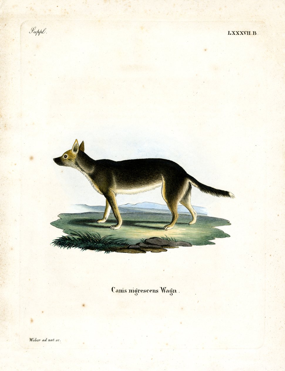 Tibetansk hund (farvet indgravering) af German School