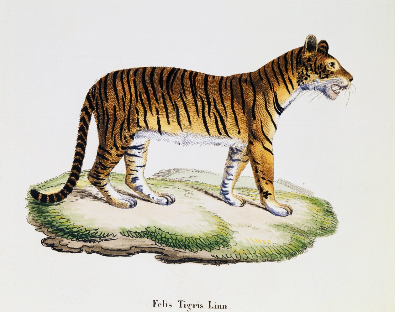 Tiger (Felis tigris), fra Pattedyr illustreret fra naturen med beskrivelser, af Johann Christian Daniel von Schreber (1739-1810), gravering af IC Bock efter tegning af A Fleischmann, bind 3, tabel 98 A, Tyskland af German School