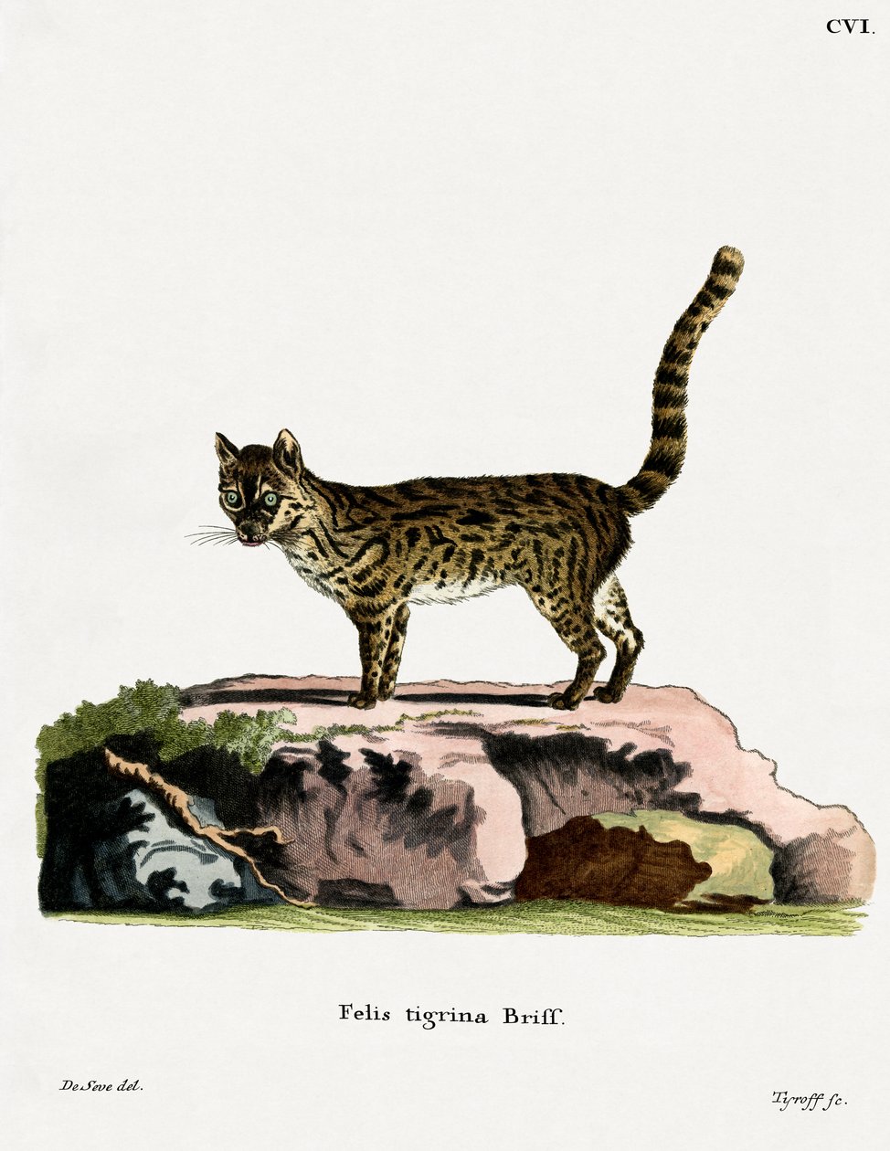 Tiger Cat (farvet indgravering) af German School