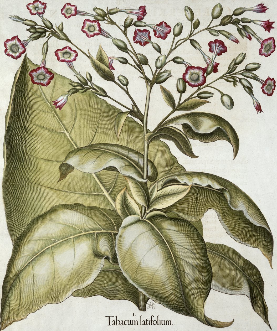 Tobaksplante, fra Hortus Eystettensis af Basil Besler (1561-1629), pub. 1613 (håndfarvet gravering) af German School