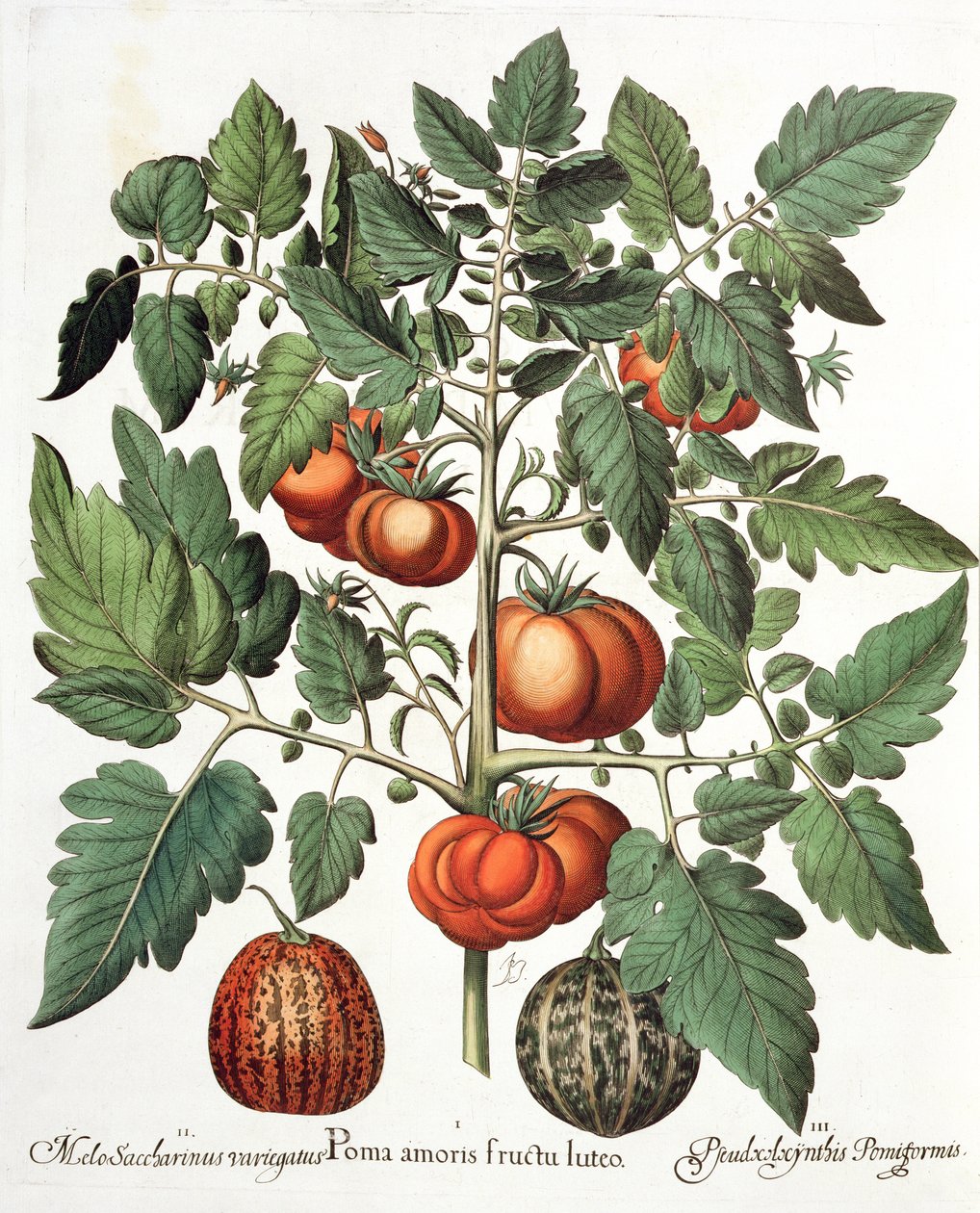 Tomater og meloner: 1. Æbler af kærlighed gul frugt; 2. Melo Saccharinus variegatus; 3. Pseudocolocynthis Pomiformis, fra Hortus Eystettensis af Basil Besler (1561-1629), pub. 1613 af German School