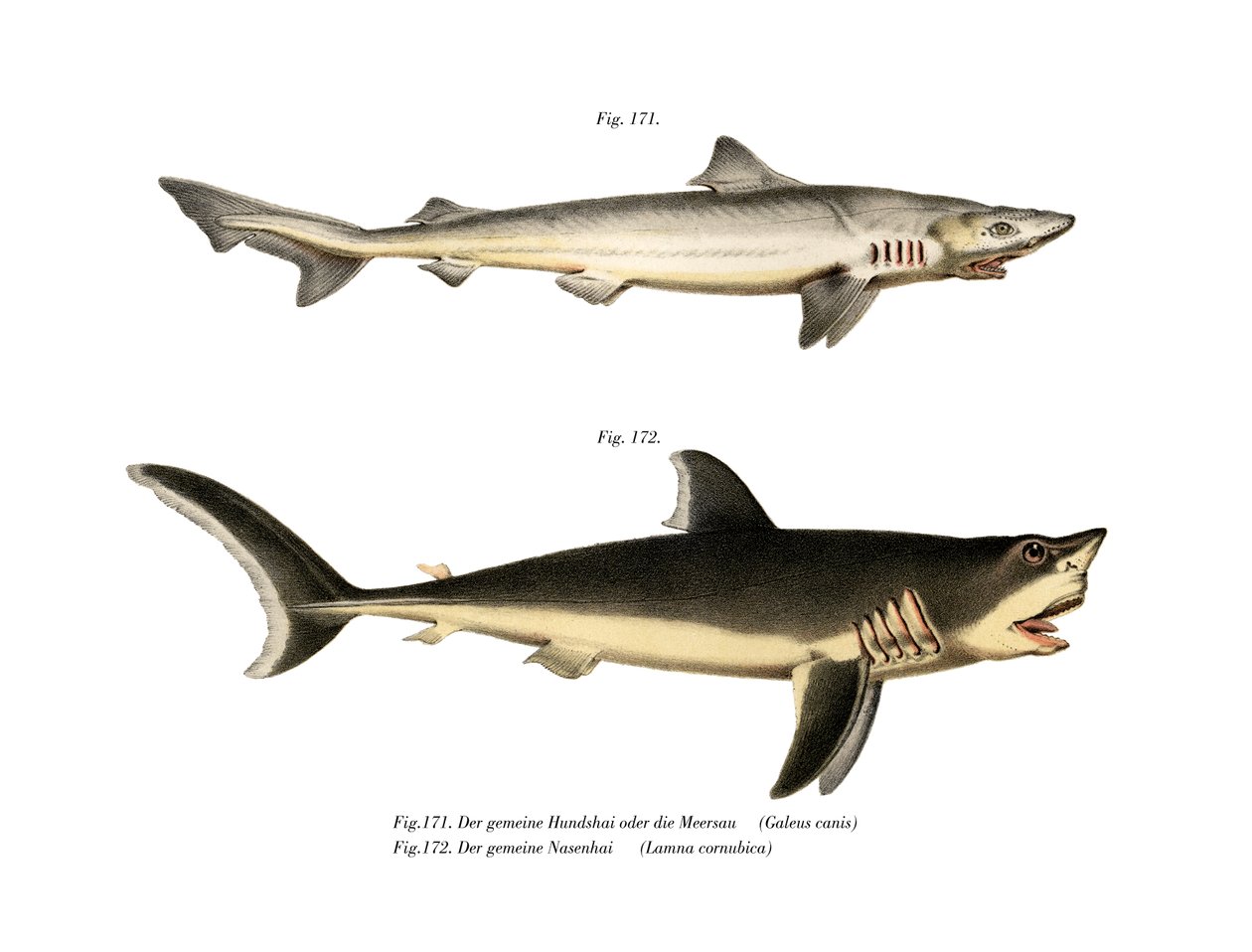 Tope Shark (farve litho) af German School